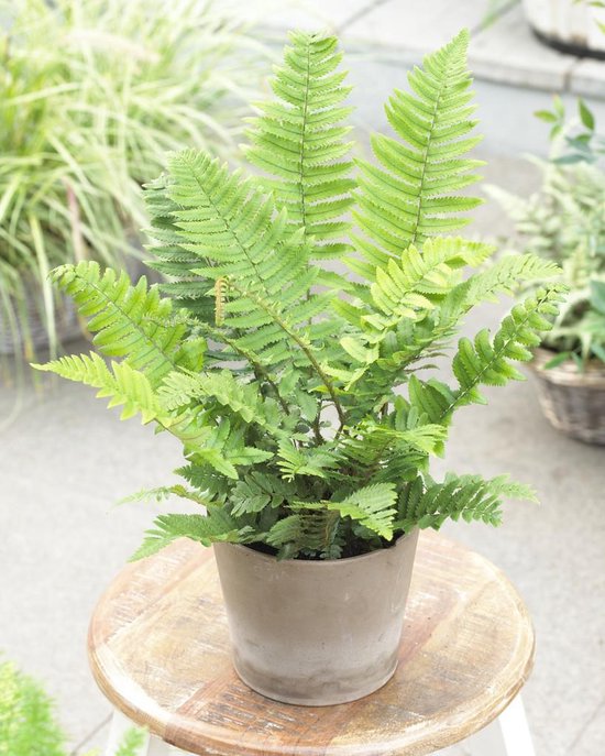 Groene krulvaren in een taupe pot op een houten kruk.