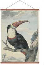 Poster In Posterhanger - Roodsnaveltoekan - Kader Hout - Dieren - Vogel - 70x50 cm - Ophangsysteem