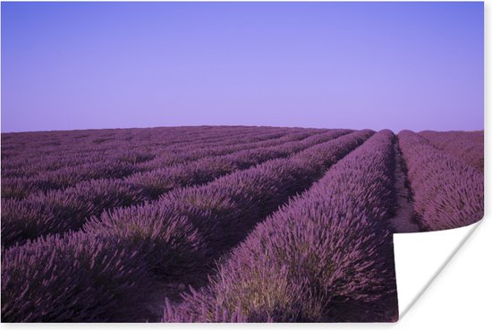 Poster Een bloeiend lavendelgebied in het Valensole-gebied, Zuid-Frankrijk op een hete de zomerdag in Juli. - 120x80 cm