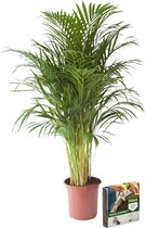 Kamerplant van Botanicly – Goudpalm + 10 L bodem als set – Hoogte: 110 cm – Areca dypsis lutescens