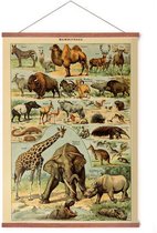 Poster In Posterhanger - Vintage Dieren - Kader Hout - Schoolplaat - Olifant, Giraffe - 70x50 cm - Ophangsysteem