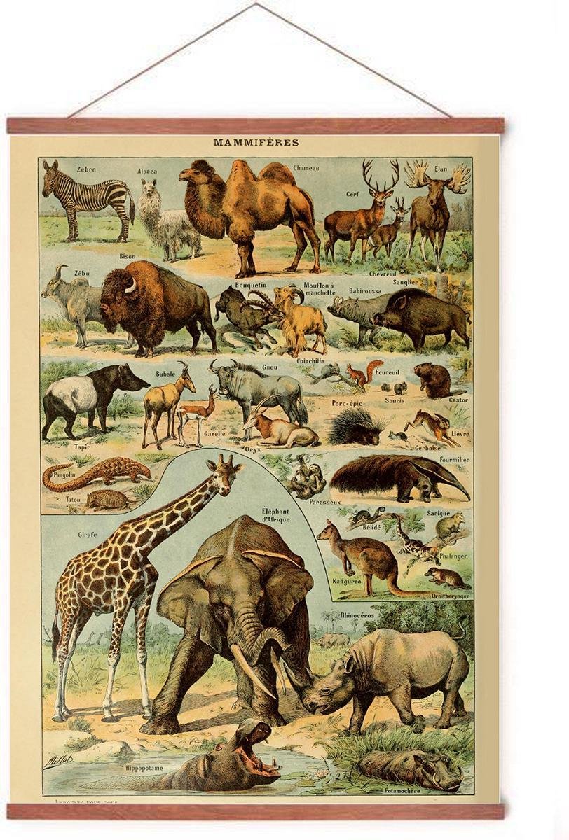 Esque Poster In Posterhanger - Vintage Dieren - Kader Hout - Schoolplaat - Olifant, Giraffe - 70x50 cm - Ophangsysteem