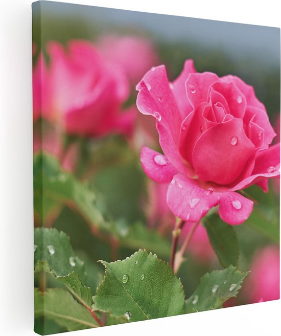 Artaza Canvas Schilderij Roze Roos Met Waterdruppels - 90x90 - Groot - Foto Op Canvas - Canvas Print