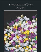 Plantenwinkel Crocus Botanisch Mix bloembollen per 500 stuks