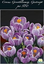 Plantenwinkel Crocus Grootbloemig Gestreept bloembollen per 500 stuks