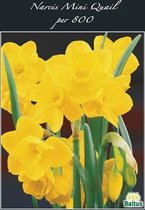 Plantenwinkel Narcissus Mini Quail bloembollen per 800 stuks