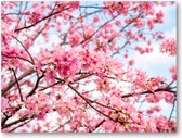 Roze Bloesem met een Blauwe Lucht - 40x30 Canvas Liggend - Besteposter - Landschap - Natuur - Bloemen