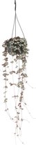 Ceropegia Woodii Hang P14