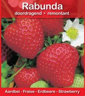 15x Aardbei 'Rabunda' - Pot 10,5 cm