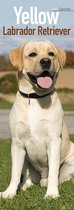 Yellow Labrador Retrievers - Gelbe Labradore 2022