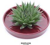 ROOTLESS Aloe – vetplant - bordeaux rood pot 20 cm - ZERO water