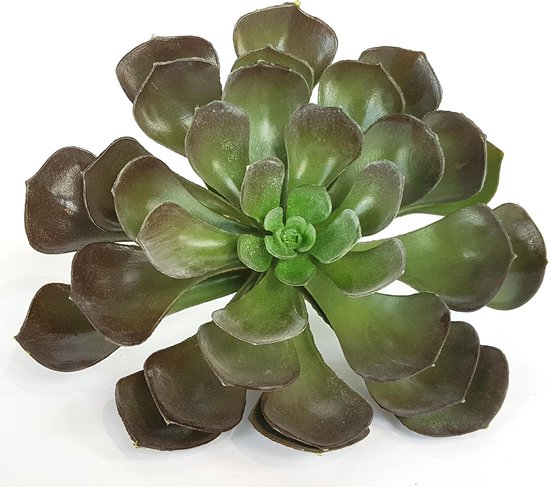 Kunstplant - Aeonium - Vetplant - Takje - Groen / donker groen - ø23 x 20 cm hoog