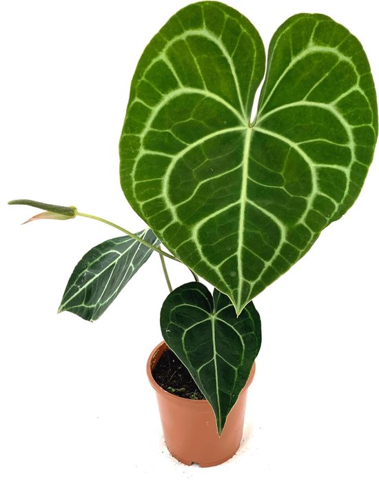 The Plant Dynasty - Anthurium Clarinervium - Zeldzame kamerplant - Potmaat  12 cm -... | bol.com