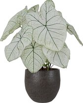 XL Caladium Candidum SR met pot Owen Brown ↕65cm - Kamerplant