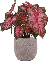 XL Caladium Carolyn Whorton met pot Evi Vintage Pink ↕70cm - Kamerplant