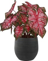 XL Caladium Carolyn Whorton met pot Esra Grafiet ↕70cm - Kamerplant