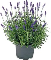 Lavendel in grote sierpot - Lavandula angustifolia - Terras - Balkon - Tuinplant - heerlijk geurend