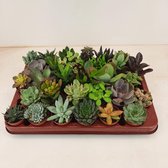Vetplanten/Succulenten mix - 5.5 cm x 30 Planten