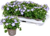 Klokjesbloem / Campanula Isophylla blauw - tray à 8 stuks