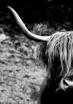 Poster Schotse Hooglander - Interieurposter - natuur - zwart wit - gras - highlander - 70x100cm