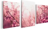Artaza Canvas Schilderij Drieluik Roze Bloesemboom Met Zonneschijn - 120x60 - Foto Op Canvas - Canvas Print
