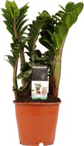 Hellogreen Kamerplant - Zamio Zenzi - 40 cm