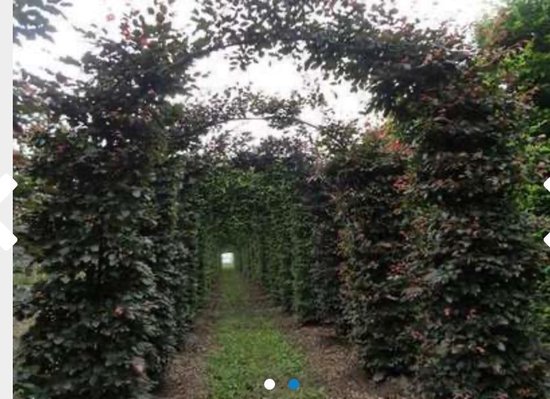 Een tunnel van donkerrode beukenhaag met groen gras erdoorheen.