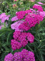 6 x Achillea 'Apfelblüte' - Duizendblad - P9 Pot (9 x 9cm) - Dima Vaste Planten