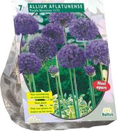 Plantenwinkel Allium Aflatunense Purple Sensation bloembollen per 7 stuks