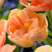 Tulipa Orange Angelique 11/12 - 20 stuks - dubbele pioentulp