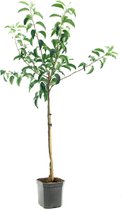 Malus domestica Jonathan | handappel | Ø 24 cm
