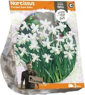 Plantenwinkel Narcissus Trumpet Snow Baby bloembollen per 3 stuks