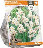 Plantenwinkel Narcissus Double Sir Winston Churchill bloembollen per 5 stuks