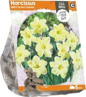 Plantenwinkel Narcissus Split Corona Cassata bloembollen per 5 stuks