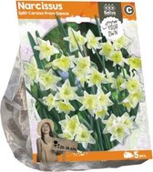 Plantenwinkel Narcissus Split Corona Prom Dance bloembollen per 5 stuks