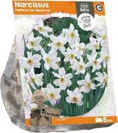 Plantenwinkel Narcissus Poeticus var Recurvus bloembollen per 5 stuks