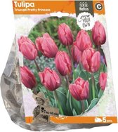 Plantenwinkel Tulipa Triumph Pretty Princess tulpen bloembollen per 5 stuks