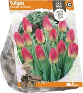 Plantenwinkel Tulipa Triumph Tom Pouce tulpen bloembollen per 5 stuks