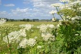 Fotobehang van bloeiende Reuzenberenklauw met Hollandse wolken 350 x 260 cm