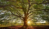 Fotobehang Beukenboom ondergaande zon 450 x 260 cm - € 295,--