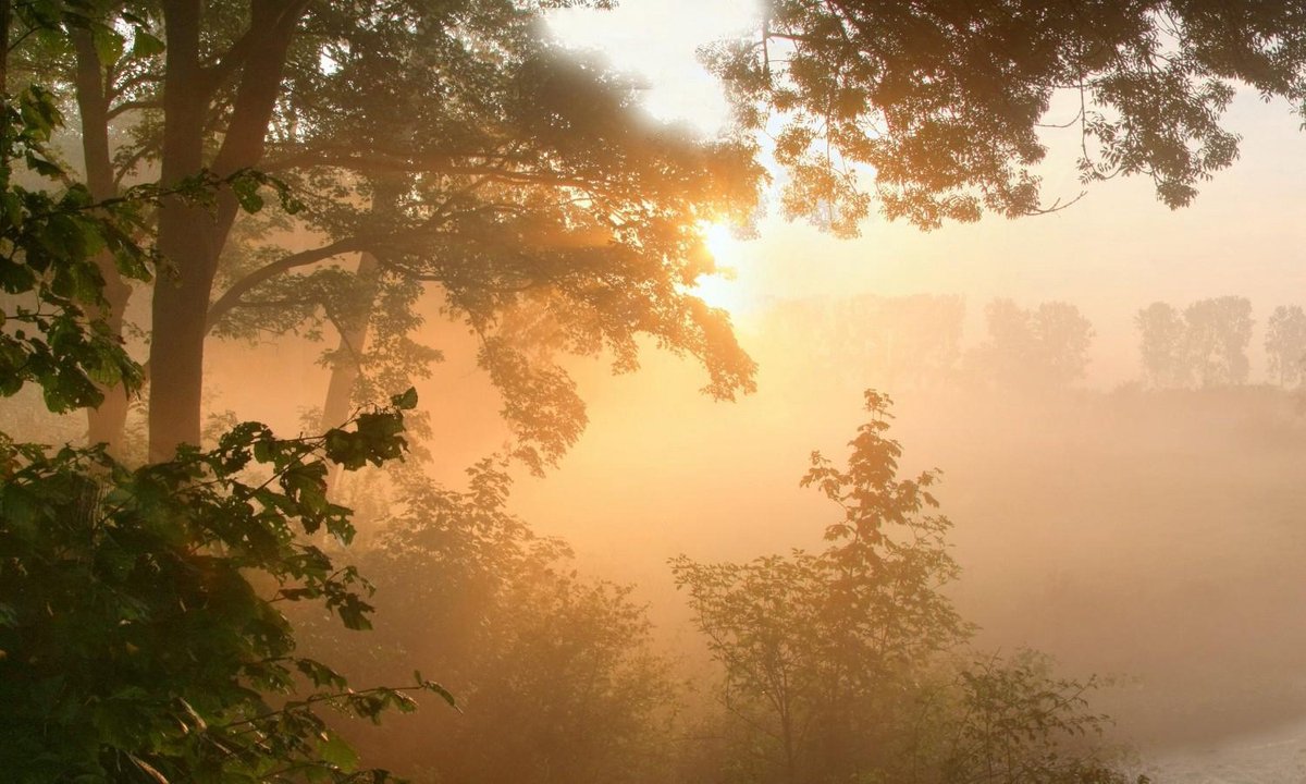 Fotobehang Gouden herfstlicht in de uiterwaarden 450 x 260 cm - € 295,--