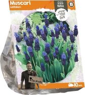 Plantenwinkel Muscari Latifolium bloembollen per 10 stuks