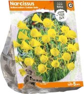 Plantenwinkel Narcissus Bulbocodium Golden Bells bloembollen per 5 stuks