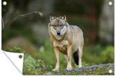 Muurdecoratie Wolf - Dieren - Bos - 180x120 cm - Tuinposter - Tuindoek - Buitenposter