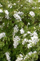 Jonge Parelboom | Exochorda macrantha 'The Bride' | 40-60cm hoogte