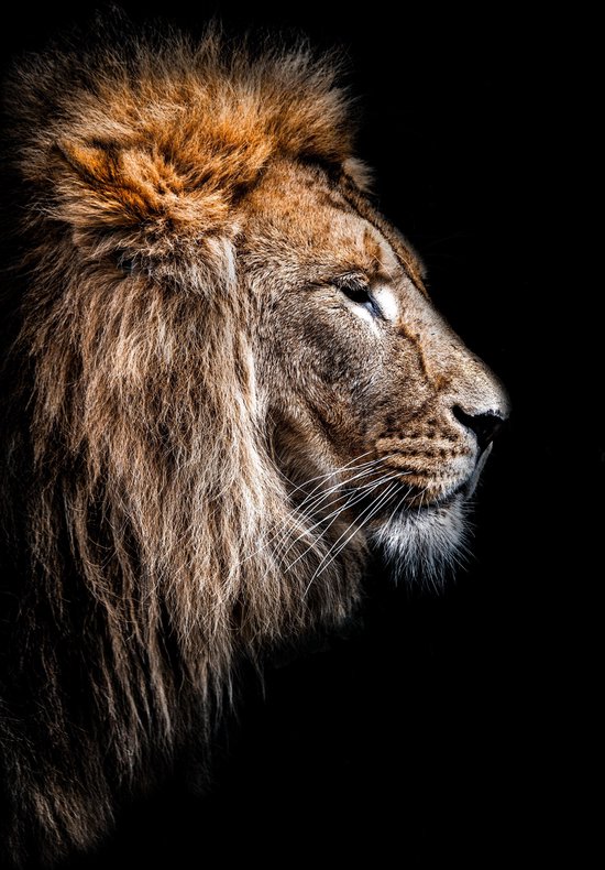 Leeuw op plexiglas - Wandeko | Staand 70x100 cm| Lion