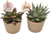 Duo Safari Plant in Lina keramiek ↨ 14cm - 2 stuks - hoge kwaliteit planten