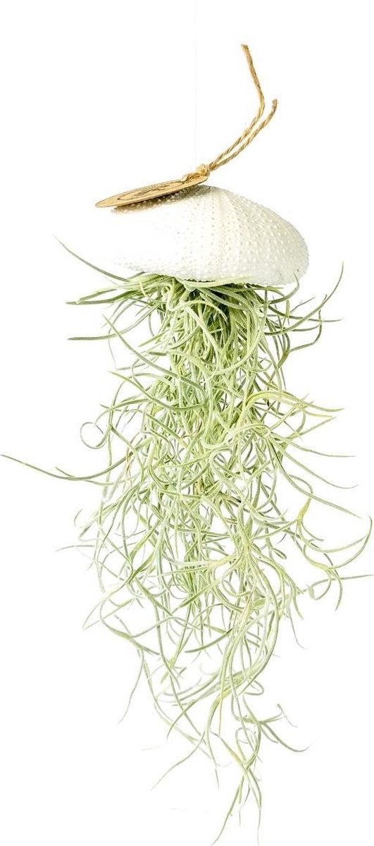 Airplant - Luchtplant -Tillandsia Usneoides - Zeeëgel Wit - Jellyfish - Kwal - Kwalletje - Hangend - Cadeau