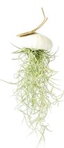 Airplant - Luchtplant -Tillandsia Usneoides - Zeeëgel Wit - Jellyfish - Kwal - Kwalletje - Hangend - Cadeau