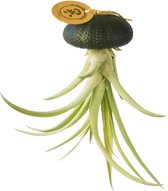 Airplant - Luchtplant -Tillandsia Capitata - Zeeëgel Zwart - Jellyfish - Hangend - Cadeau